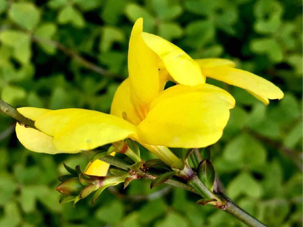 黄梅　黄色い花