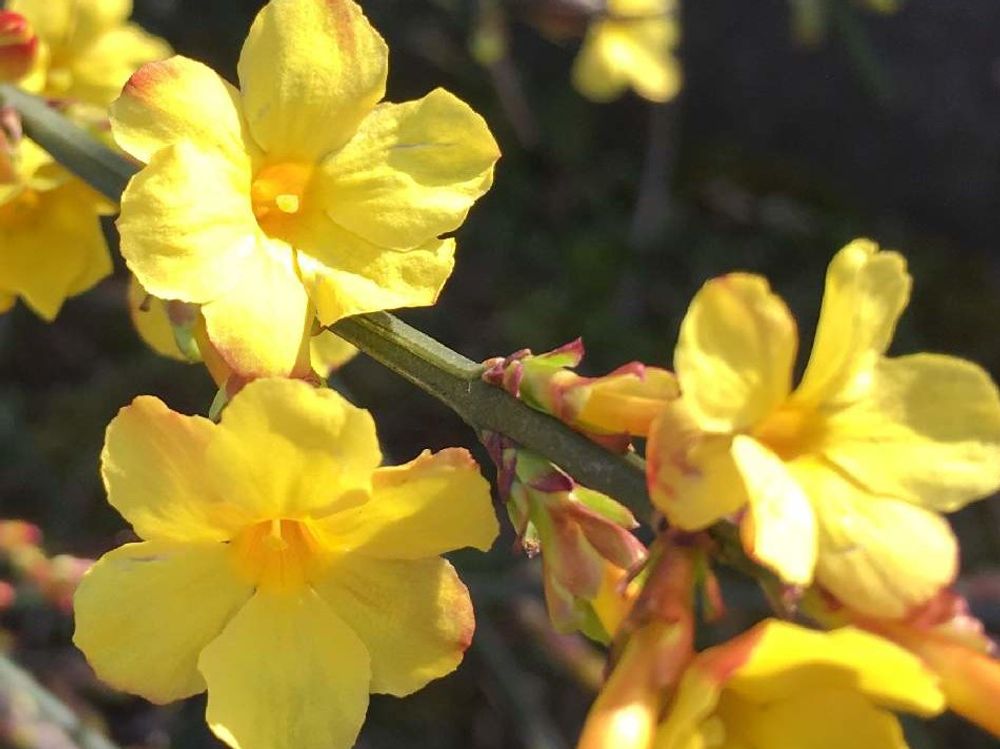 黄梅　黄色い花