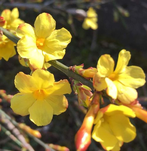 黄梅の育て方 挿し木や剪定の時期と方法は Greensnap グリーンスナップ