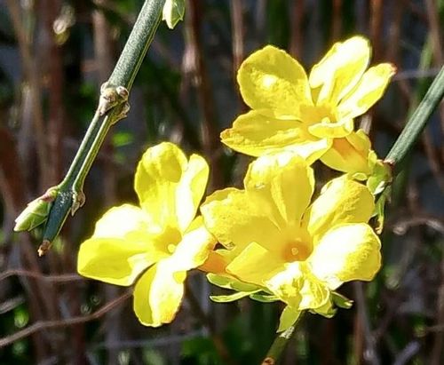 黄梅の育て方 挿し木や剪定の時期と方法は Greensnap グリーンスナップ