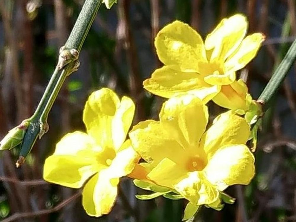 黄梅　黄色い花