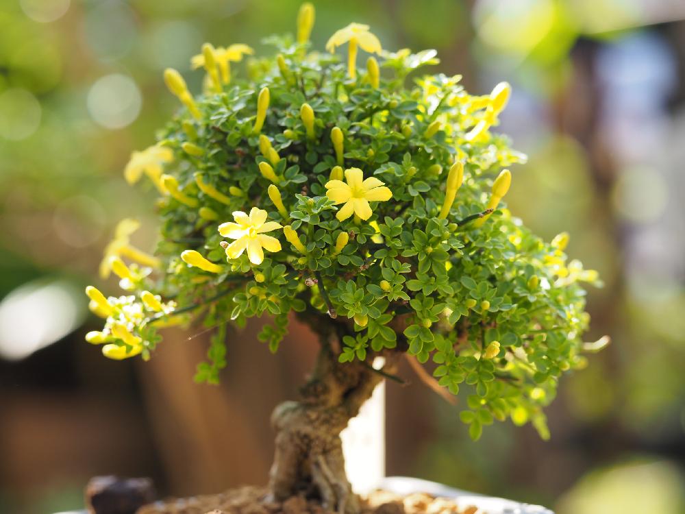 有名人芸能人 黄梅。盆栽。 オウバイ（おうばい・黄梅）花もの盆栽の