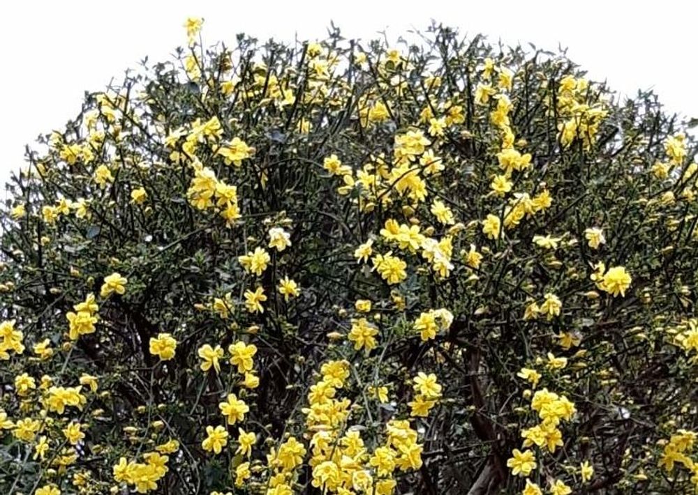 黄梅　黄色い花