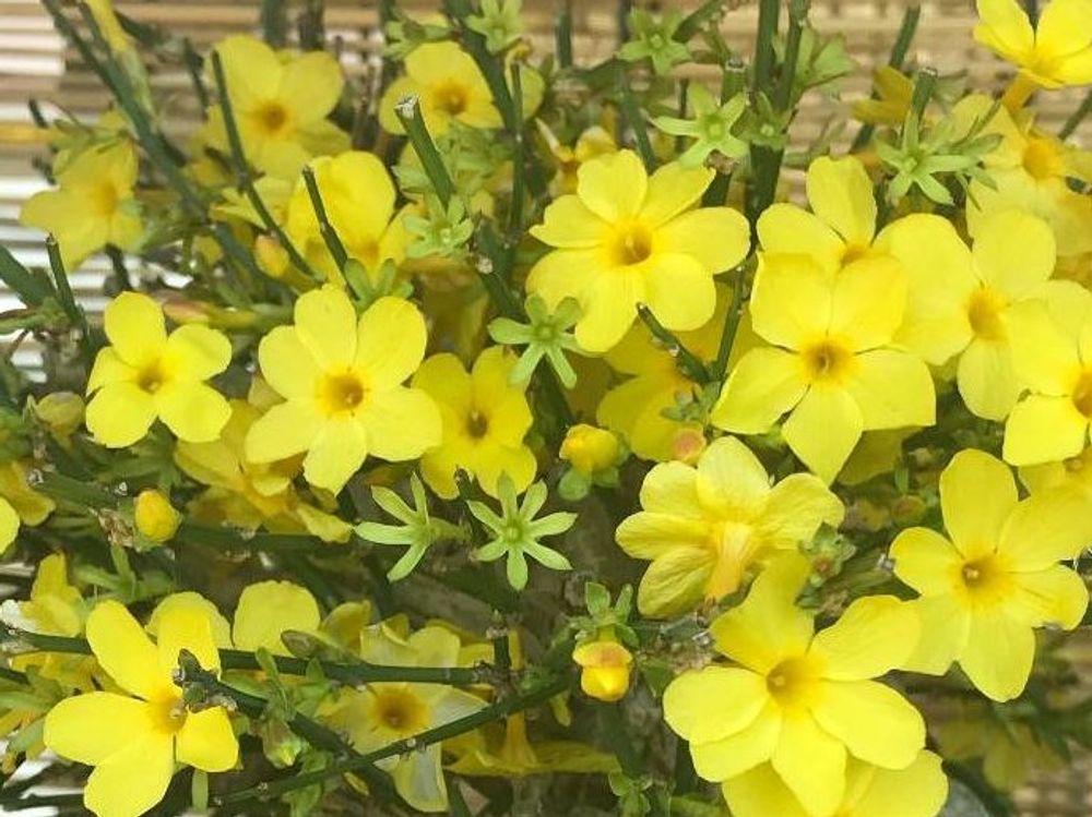 黄梅　黄色い花