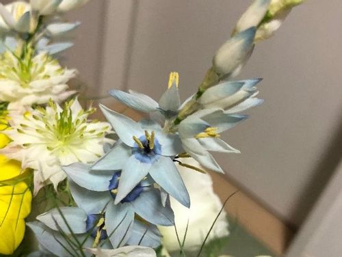 イキシアの育て方 球根の植え方や増やし方は Greensnap グリーンスナップ