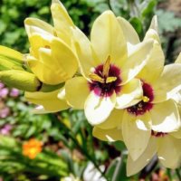 イキシアの育て方｜球根の植え方や増やし方は？の画像