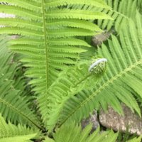 クサソテツの育て方｜鉢植えや地植えでの栽培方法とは？の画像