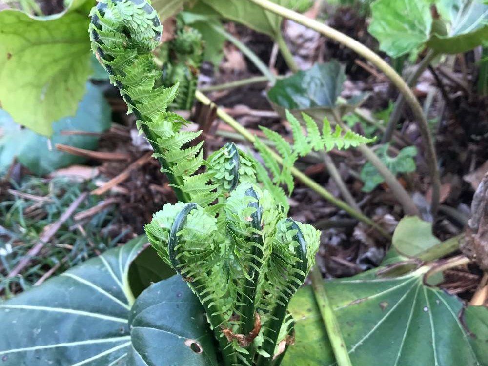 クサソテツ　地植え　葉