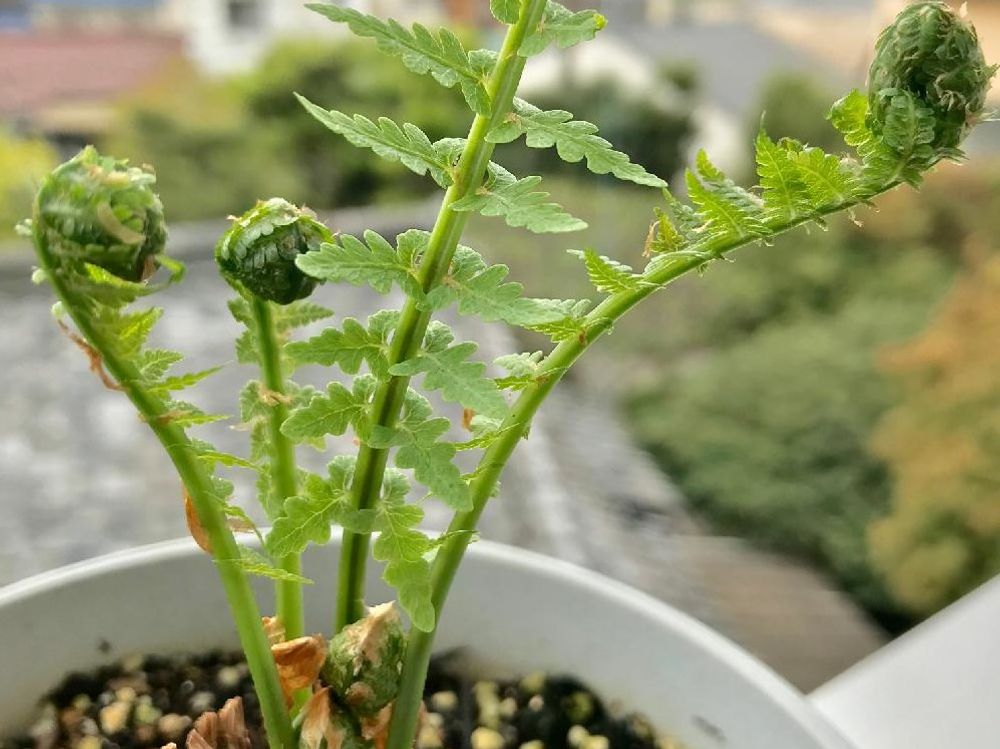 クサソテツ　鉢植え　葉