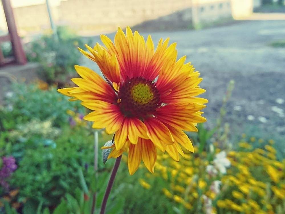 ガイラルディア　黄色い花