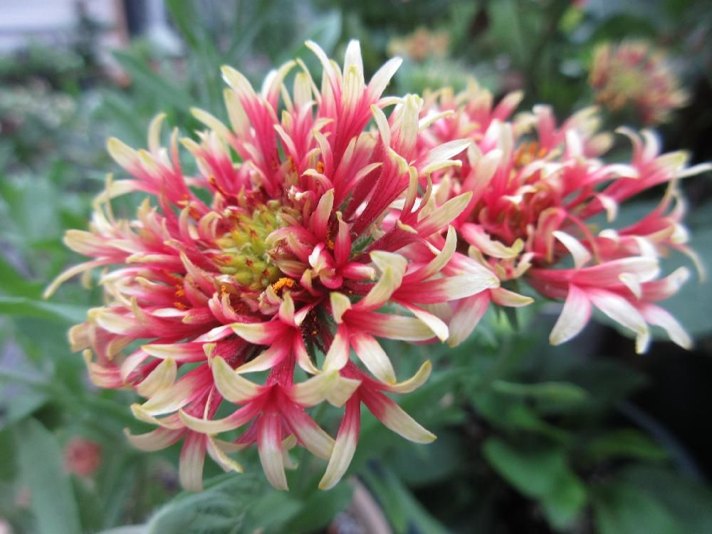 ガイラルディア　赤い花