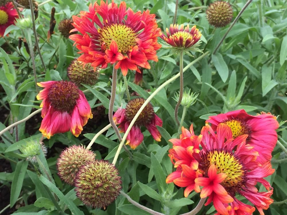 ガイラルディア　赤い花