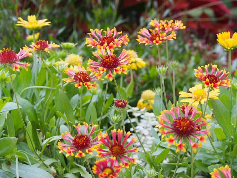 ガイラルディア　赤い花