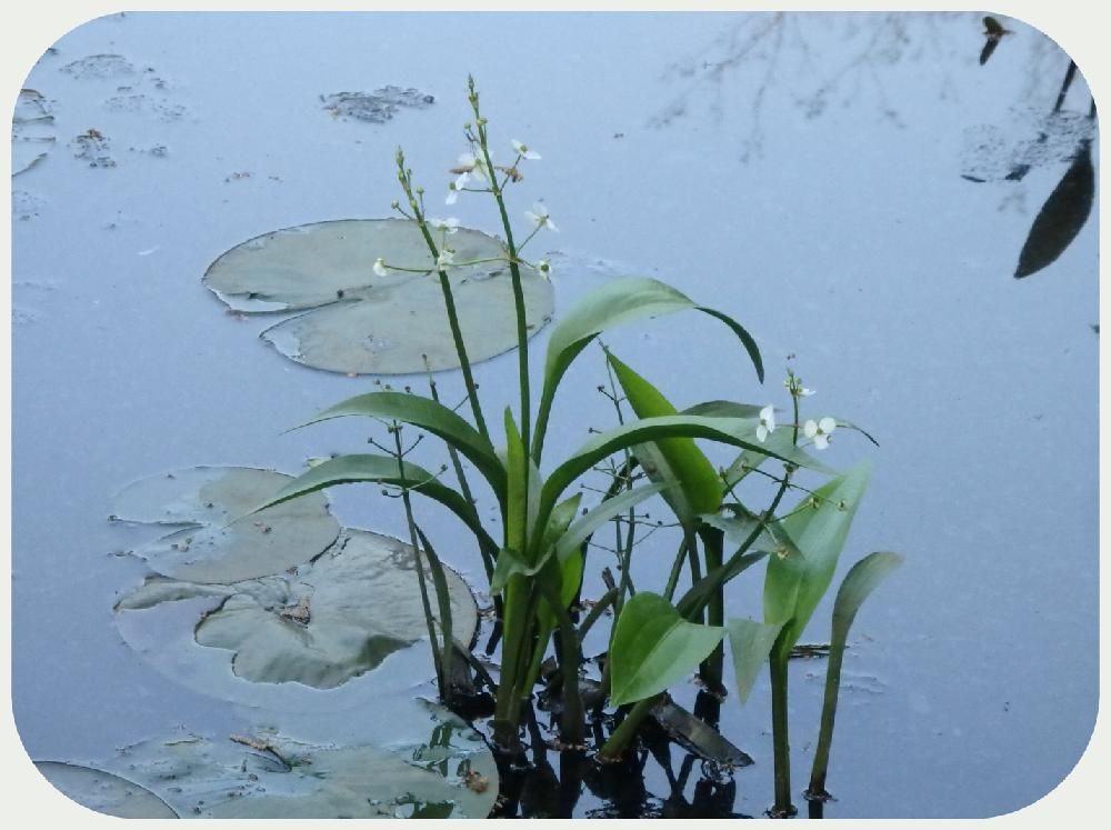 オモダカ(沢鷹)　水面
