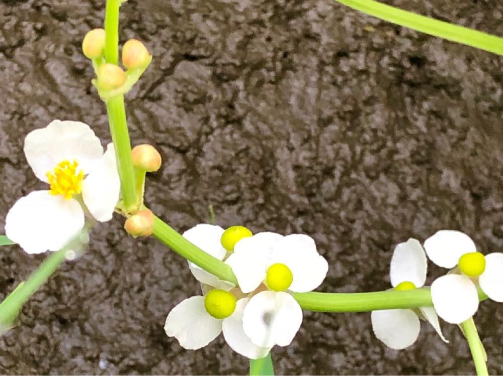 オモダカ(沢鷹)　白い花　地植え