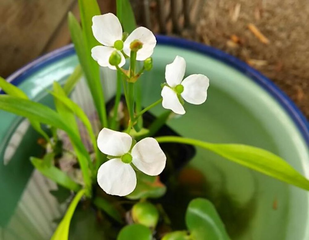 オモダカ　Photo by ミチヨさん