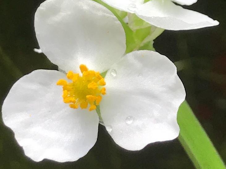 オモダカ(沢鷹)　白い花