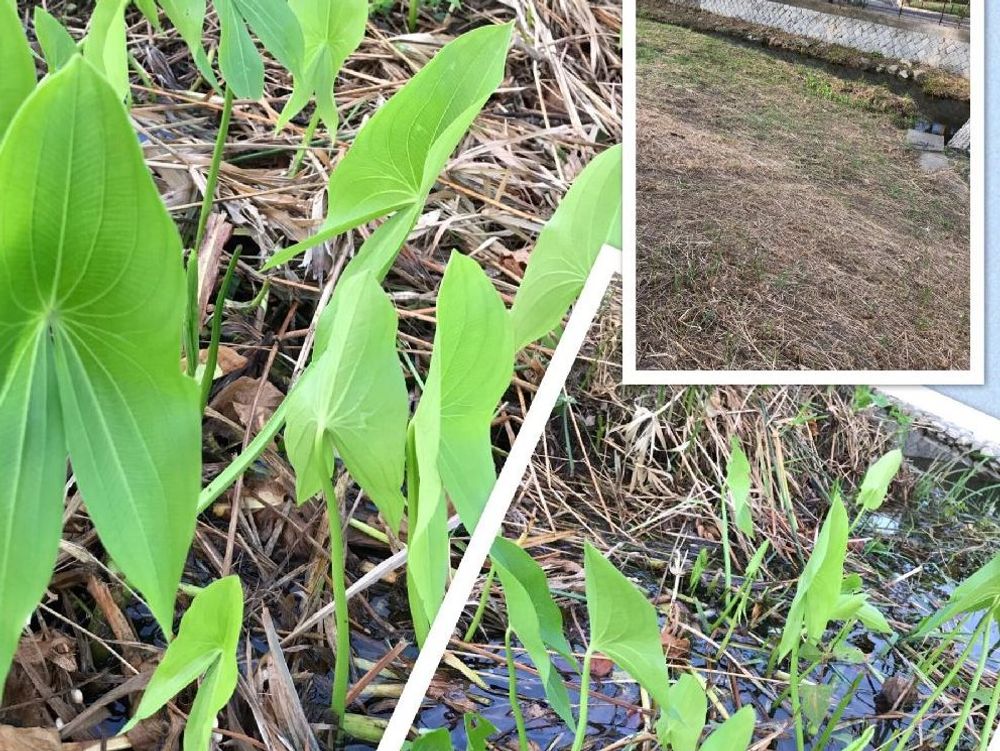 オモダカ(沢鷹)　葉