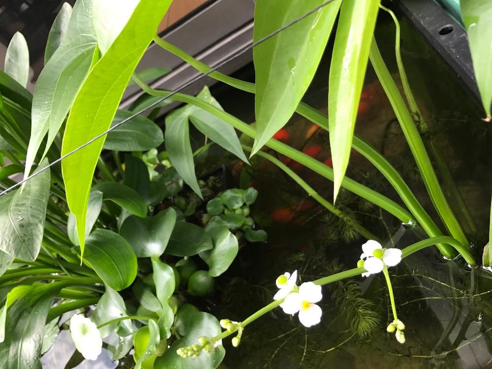 オモダカ(沢鷹)　白い花