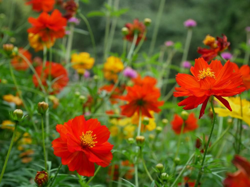 キバナコスモス　赤い花