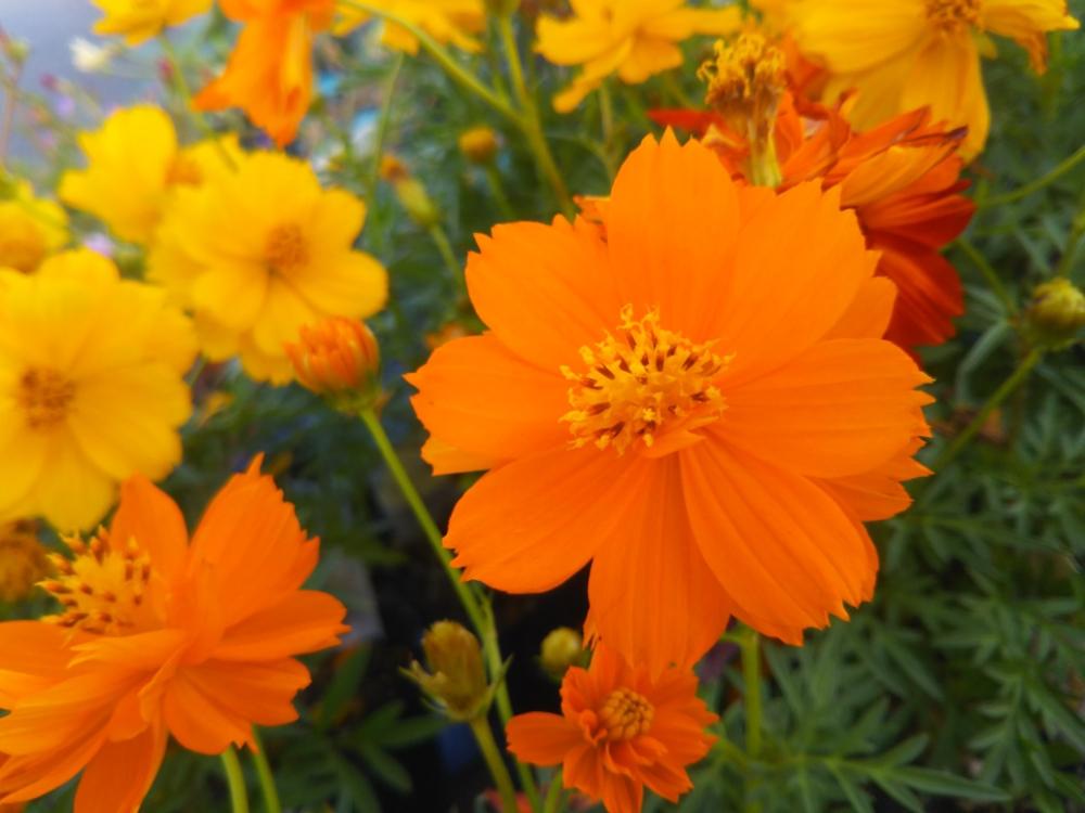 キバナコスモス　オレンジ色の花　黄色い花