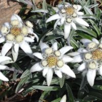 エーデルワイスの育て方｜種の植え付け方は？鉢植えでも栽培できる？の画像