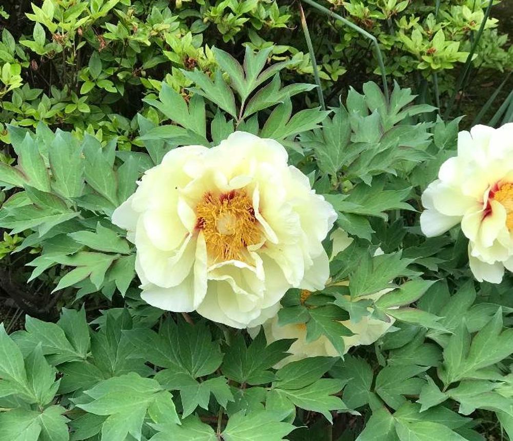 ボタンの画像 Photo by ナンクロマニアさん