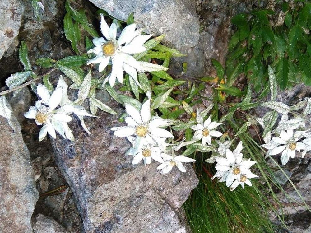 エーデルワイス　白い花　野生