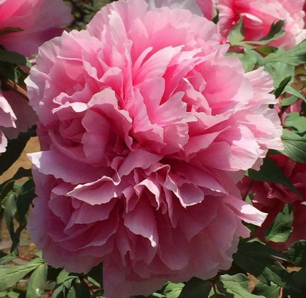 ボタンの画像 Photo by poochanさん