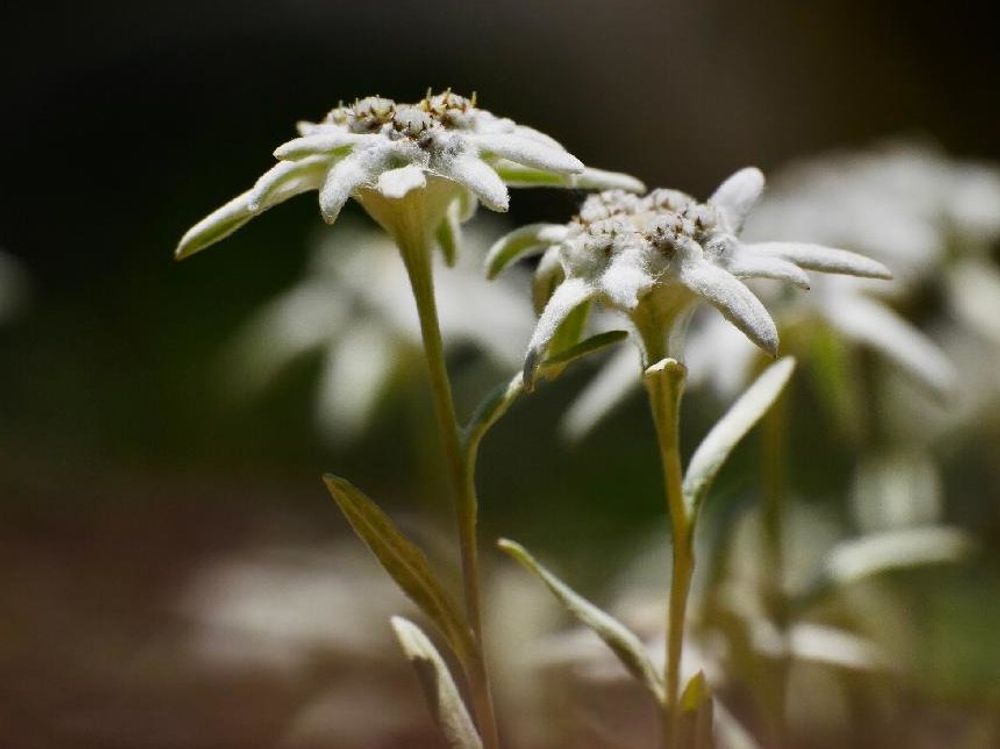 エーデルワイス　白い花　　