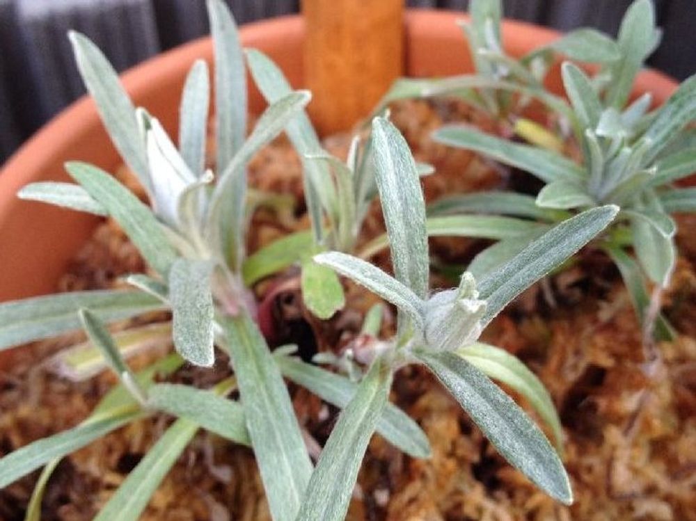 エーデルワイス　鉢植え