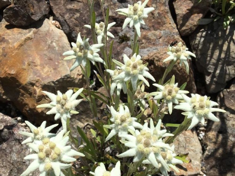 エーデルワイス　地植え　白い花
