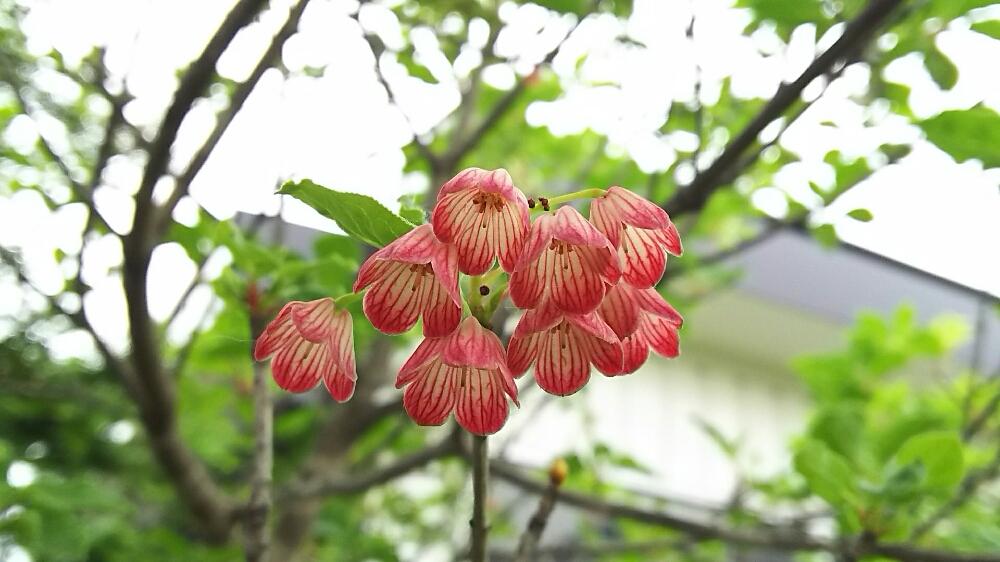 サラサドウダンの育て方｜植え付け場所や水やり頻度は？剪定は必要？｜🍀GreenSnap（グリーンスナップ）