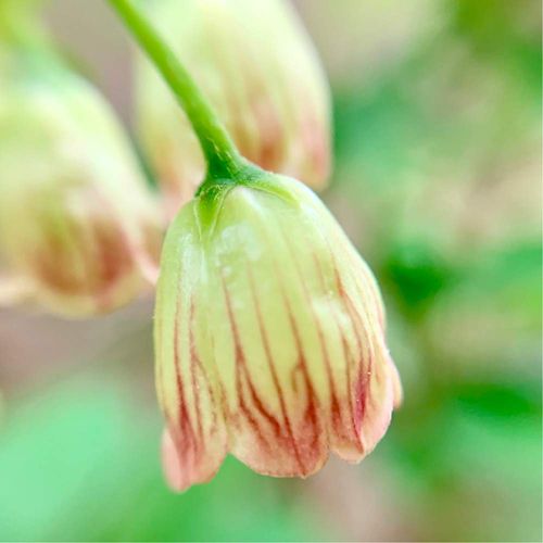 サラサドウダンの育て方 植え付け場所や水やり頻度は 剪定は必要 Greensnap グリーンスナップ
