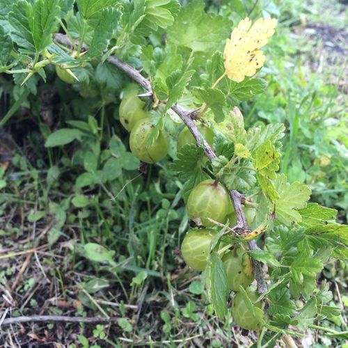 スグリ グーズベリー の育て方 植え付けや植え替えの時期 剪定のコツは Greensnap グリーンスナップ
