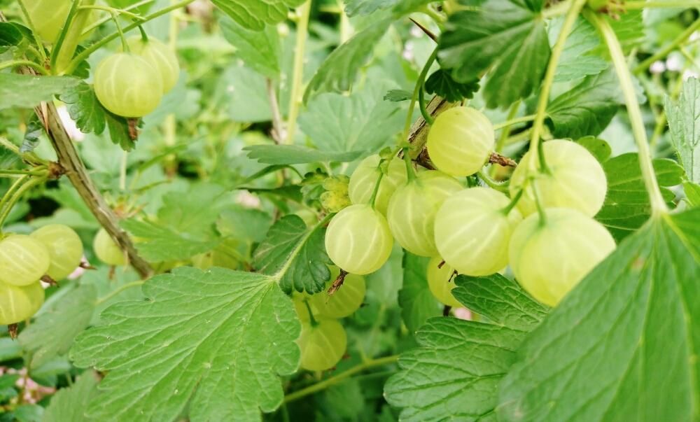 スグリ、Photo by SAkUTOMO