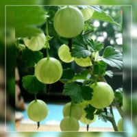 スグリ(グーズベリー)の育て方｜植え付けや植え替えの時期、剪定のコツは？の画像