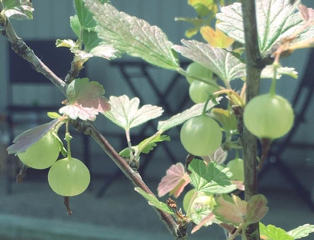 スグリ、Photo by マキアート