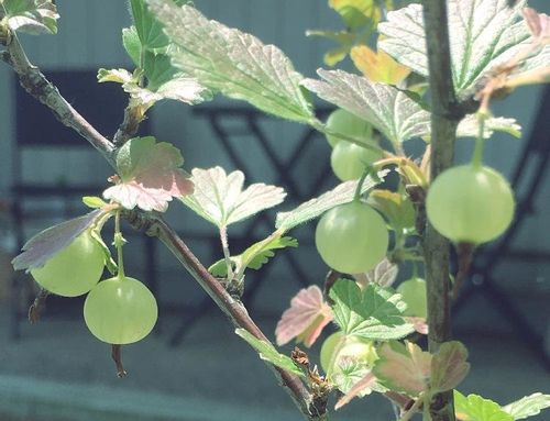 スグリ グーズベリー の育て方 植え付けや植え替えの時期 剪定のコツは Greensnap グリーンスナップ
