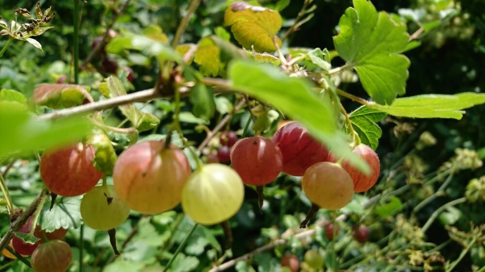 スグリ、Photo by SAkUTOMO