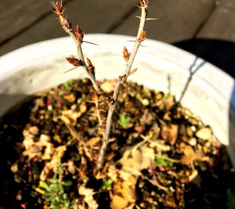 スグリ、Photo by みきごん