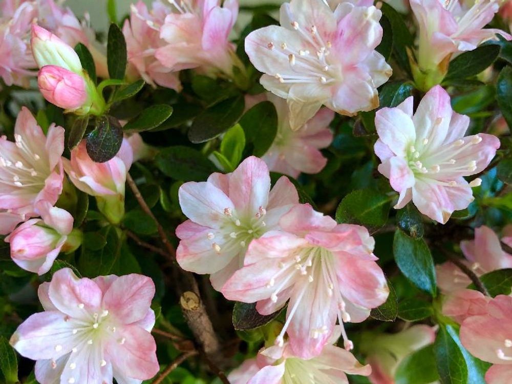 クルメツツジ　ピンク色の花