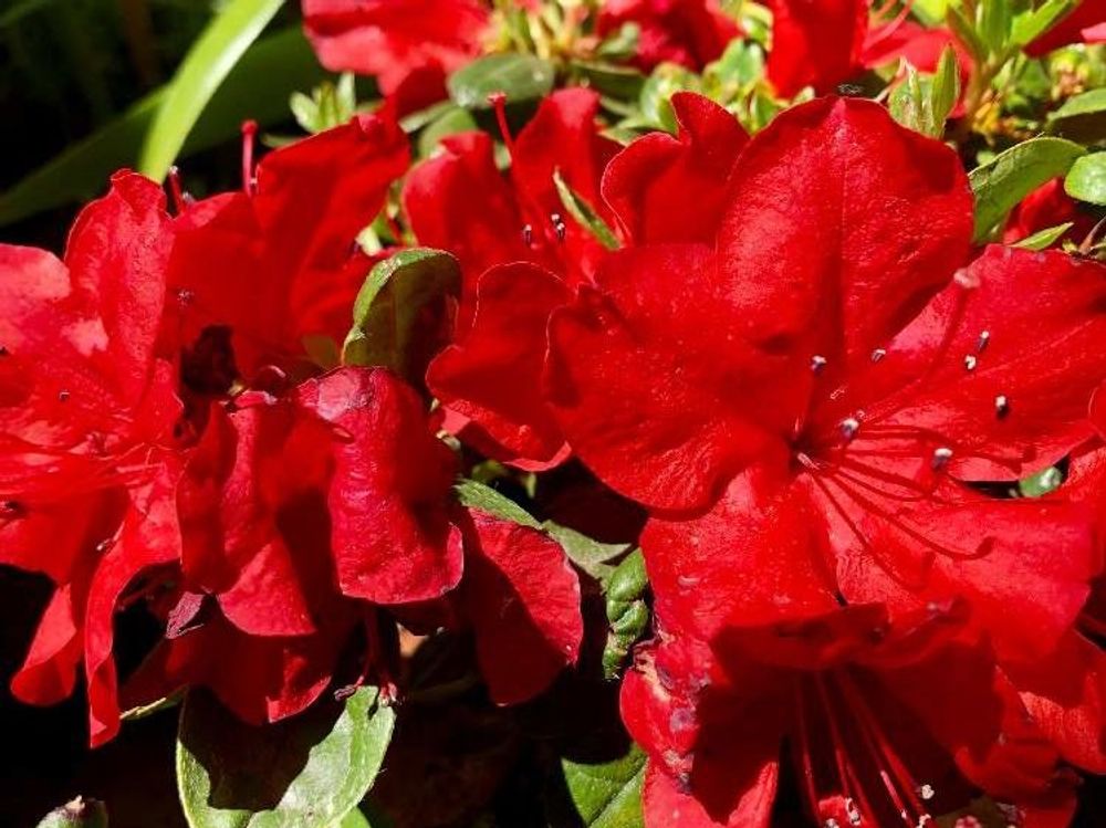 クルメツツジ　赤い花