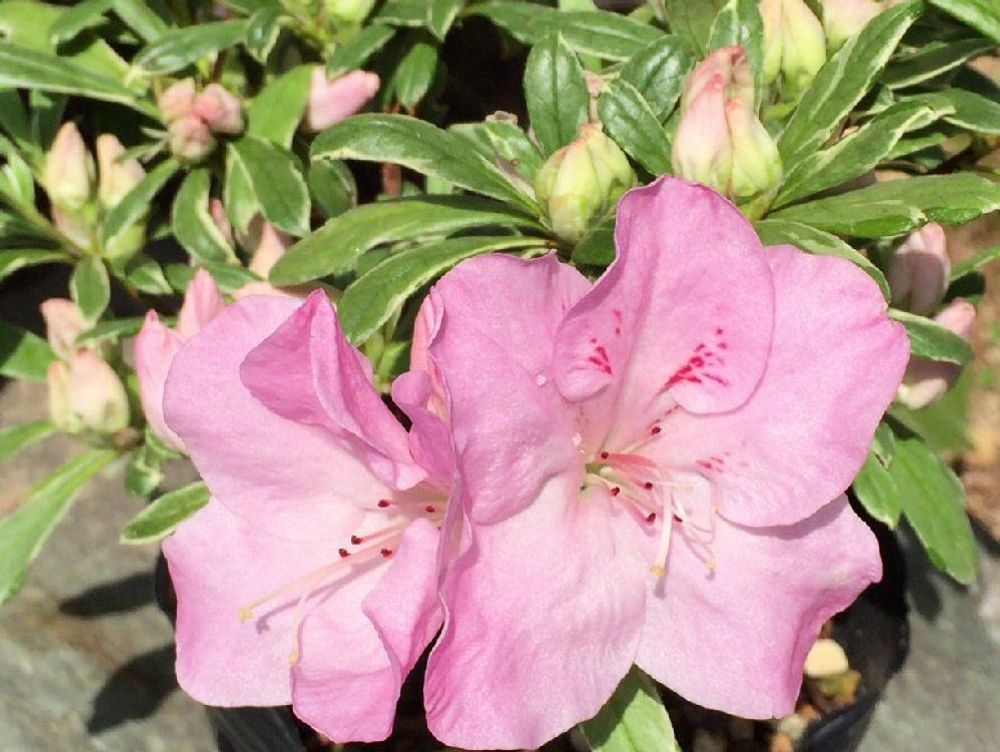 クルメツツジ　ピンク色の花