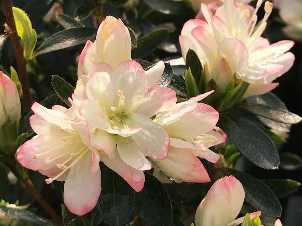 クルメツツジ　ピンク色の花