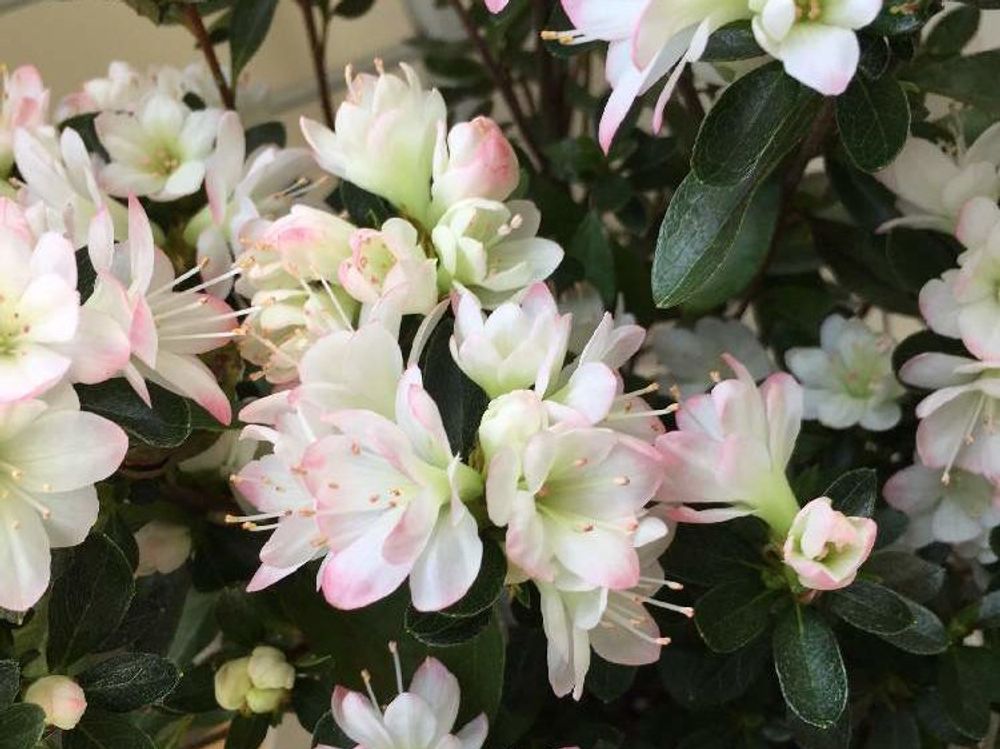 クルメツツジ　ピンク色の花