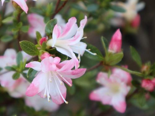 ピンクの花図鑑 人気の品種を 春 夏 秋 冬の季節別にご紹介します Greensnap グリーンスナップ