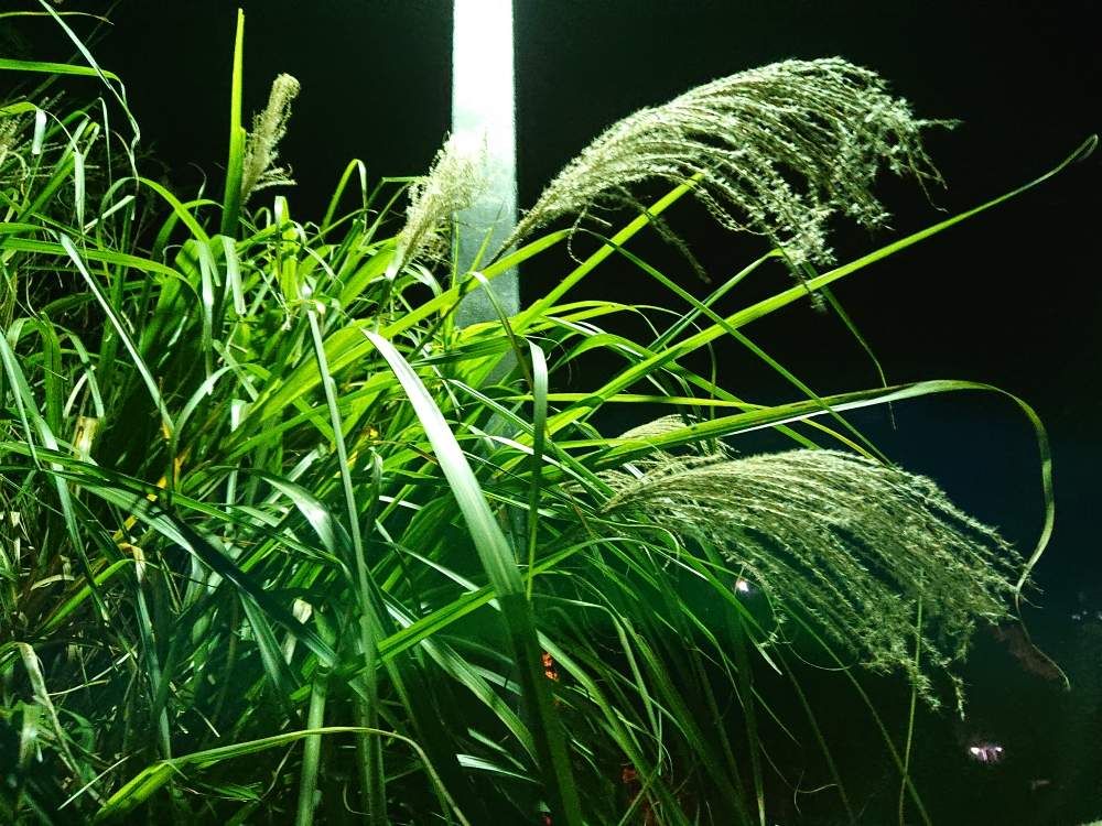 ススキ　穂　夜