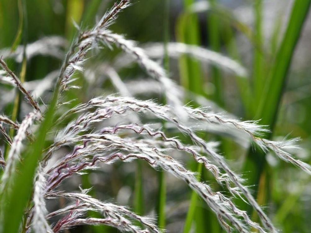 ススキ　白い穂