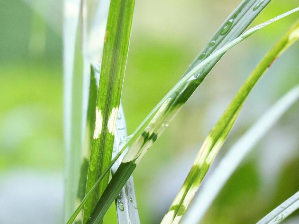 タカノハススキ　葉　水滴